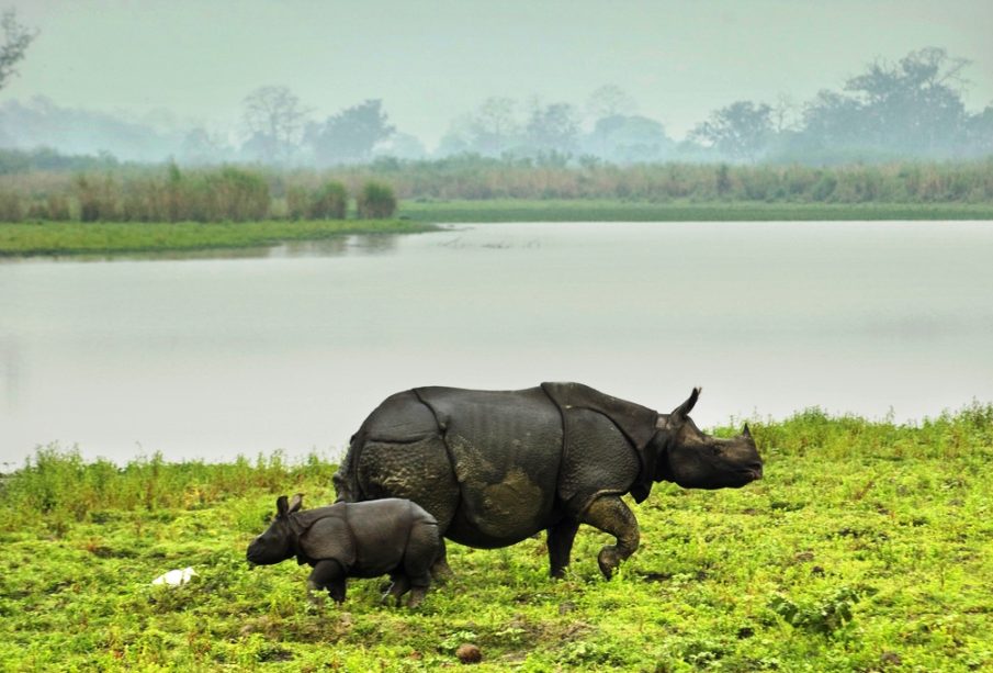 Assam: Insider Travel Guide & Tips - #TravelWorld