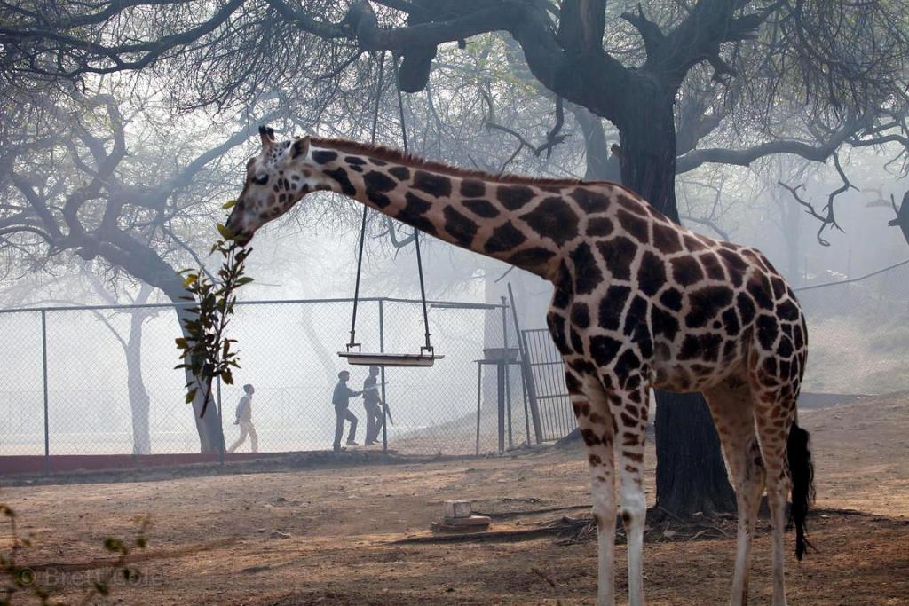 List of Top 10 Best Zoo in India - #TravelWorld